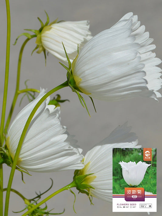 Hezhichun Cosmos bipinnatus 'Cupcakes White'