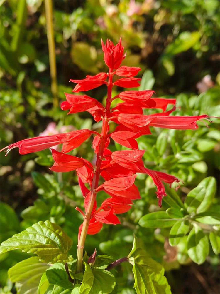 Hezhichun Scarlet Sage