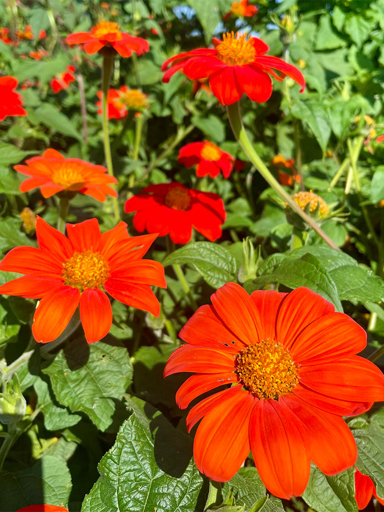 Mexican Sunflower