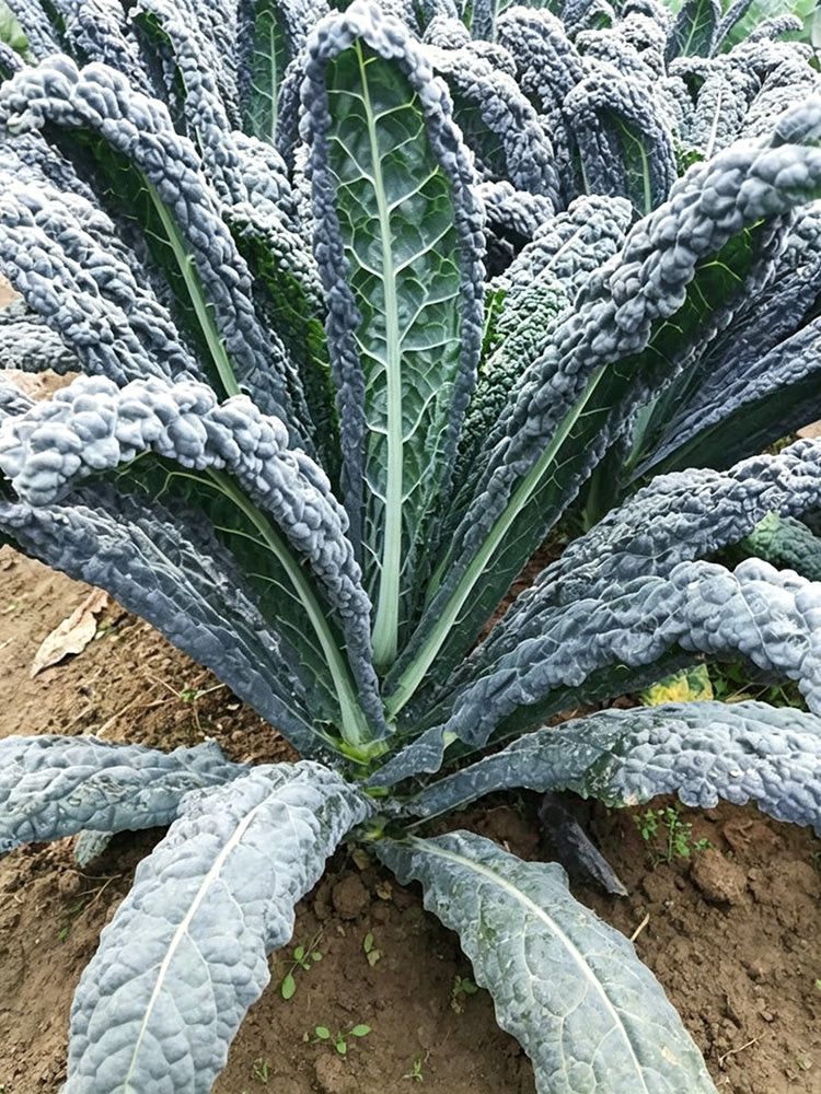Blue Feather Kale
