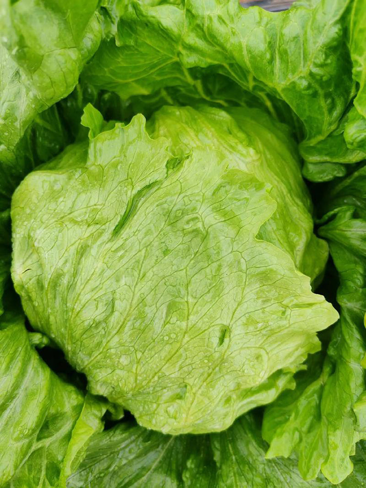 Green Ball Lettuce