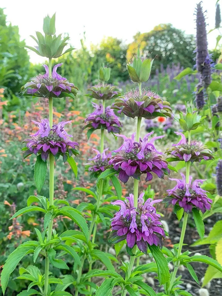 Lemon Mint (Monarda citriodora)