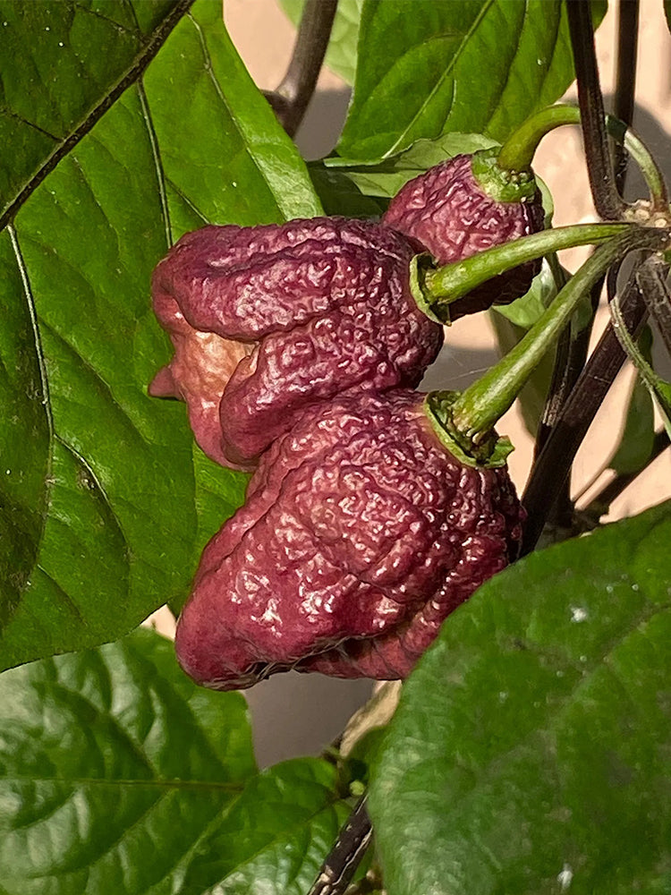 Purple Gator Jigsaw Ghost Pepper