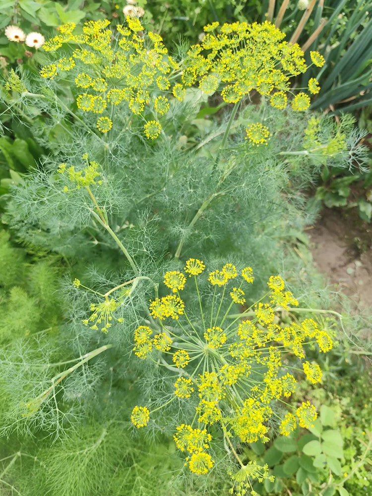 ANE02 Dill