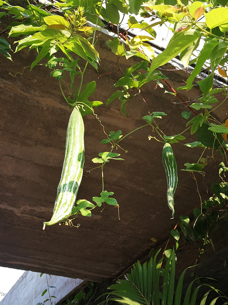 Argentina Snake Gourd