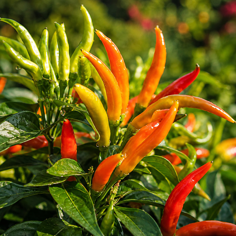 U2227 Finger Ornamental Pepper