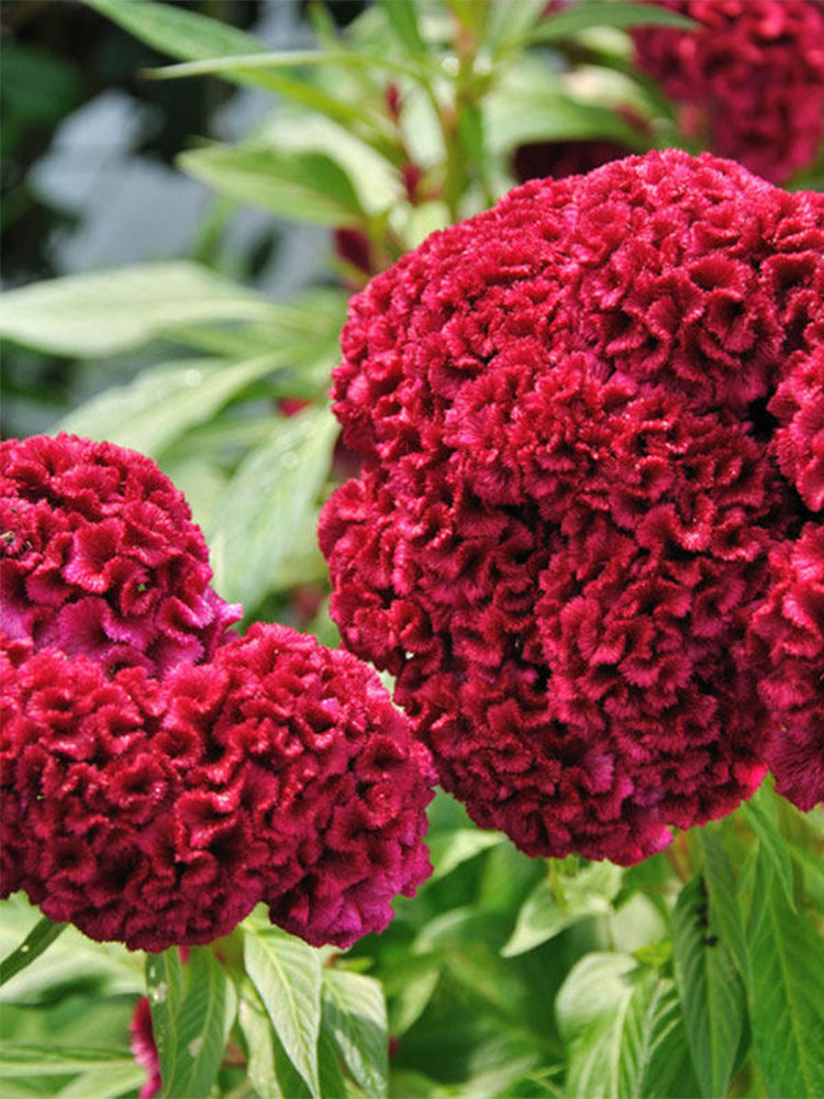 Hezhichun Red Cockscomb