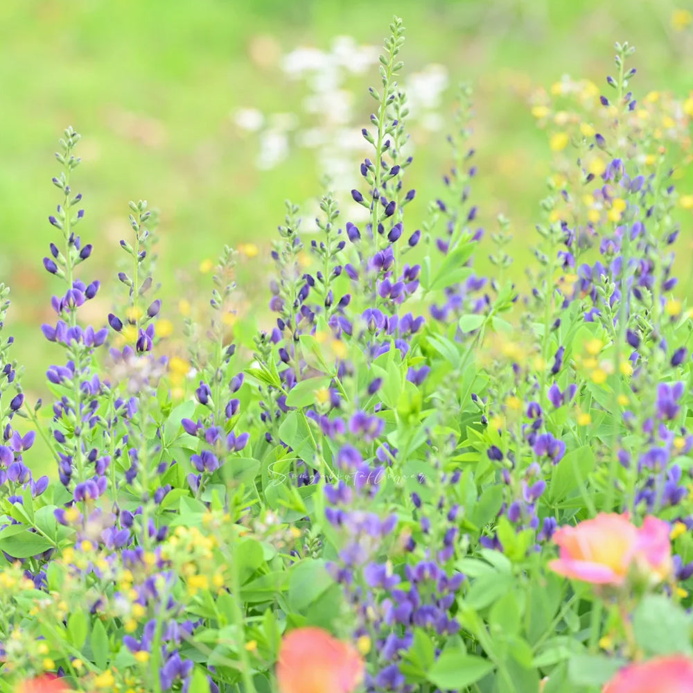 U2221 Blue False Indigo