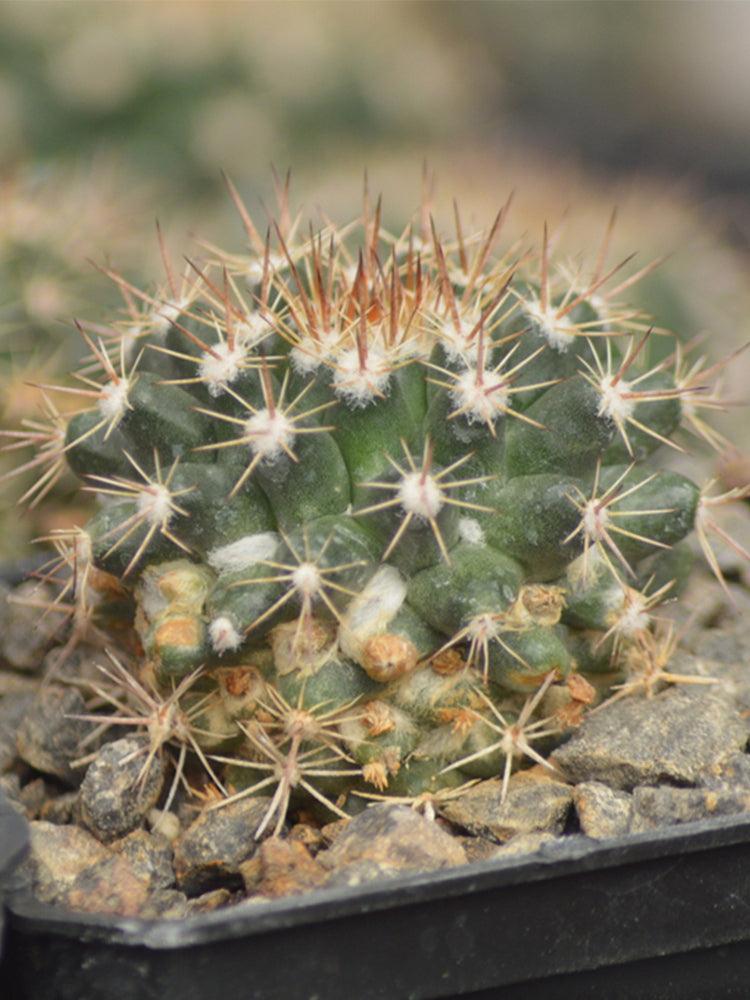 Mammillaria mammillaris 'Cangbaotian'