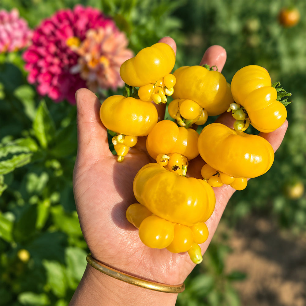 8 Dean's Chickie Cherry Tomato
