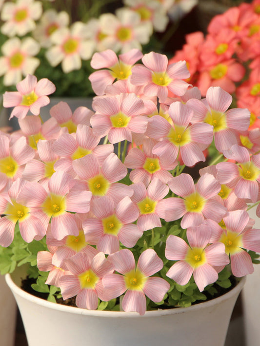 Oxalis obtusa Series Bulb - 'Veil'