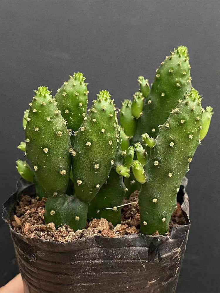 Cylindropuntia leptocaulis