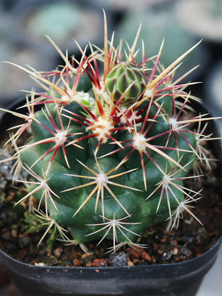 Thelocactus bicolor