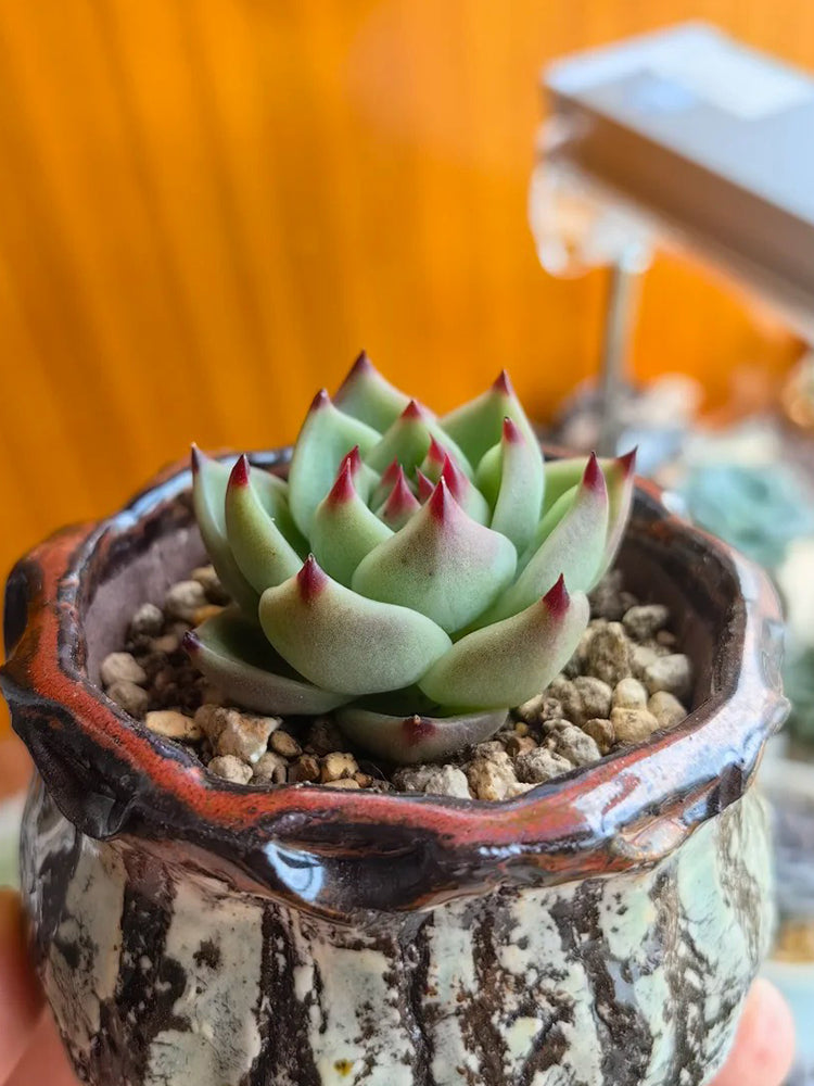 Echeveria Agavoides 'Blue Dragon'