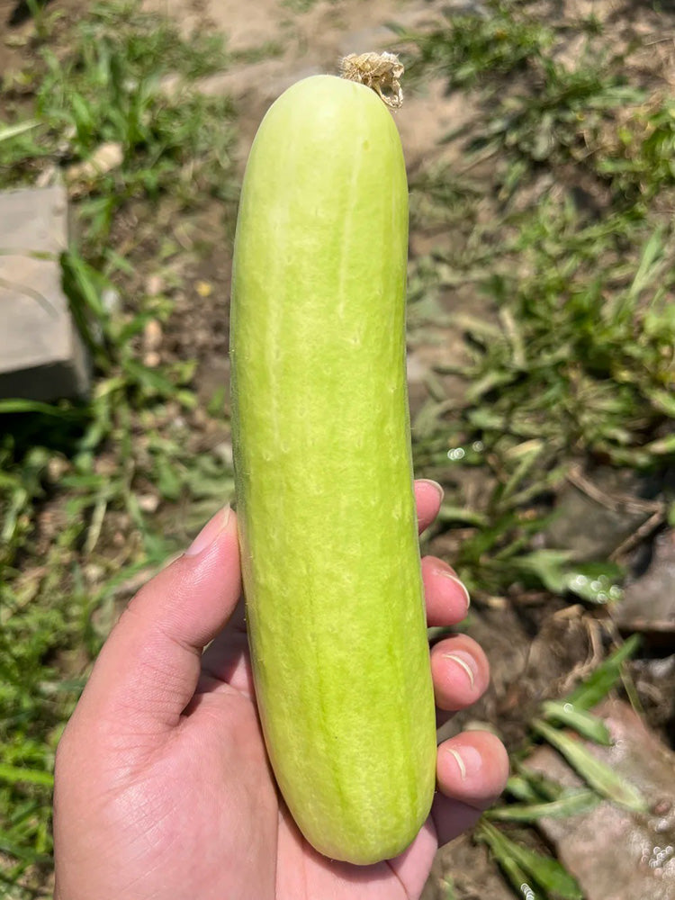 'Zhongnong Cuiyu No.4' Fruit Cucumber