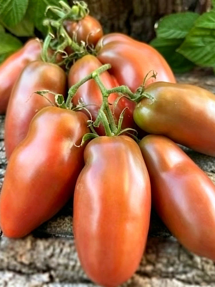 939 Chocolate Pepper Sauce Tomato