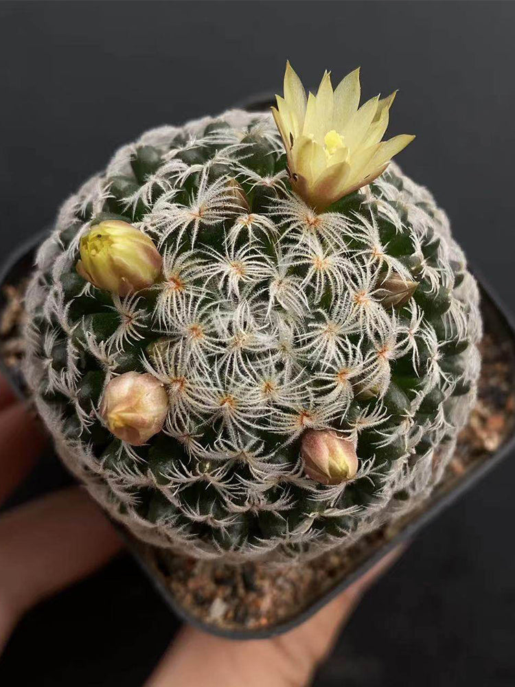 Mammillaria duwei