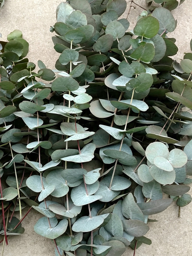 Small Coin Leaf Eucalyptus