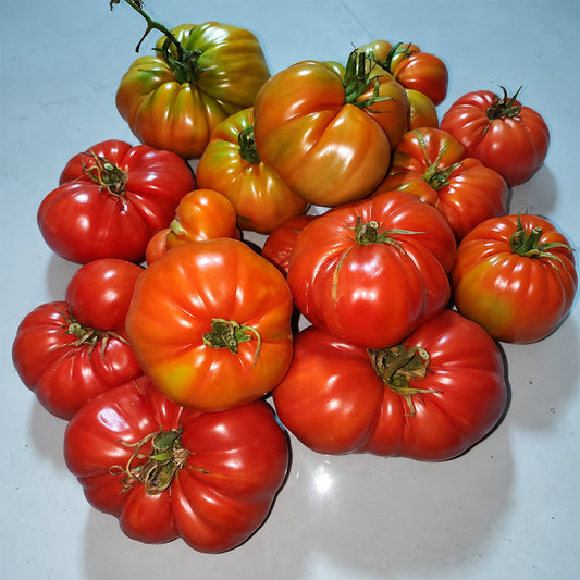 531 Jarson 13/2 Tomato