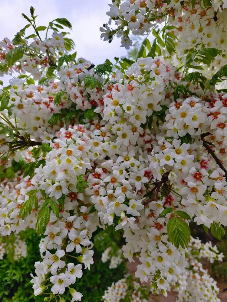 Xanthoceras sorbifolium Bunge