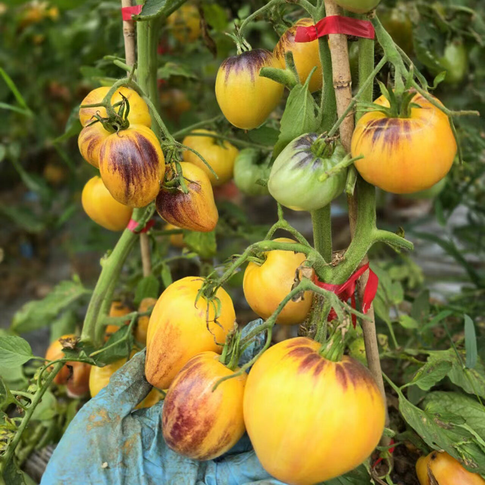 801 Sweet Blue F5 Tomato