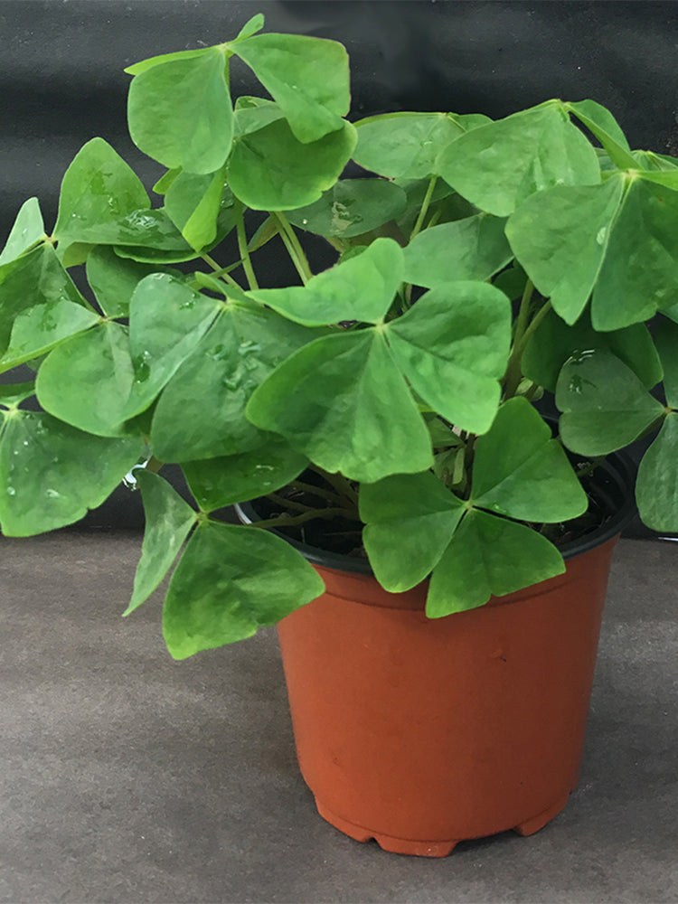 Oxalis triangularis Green