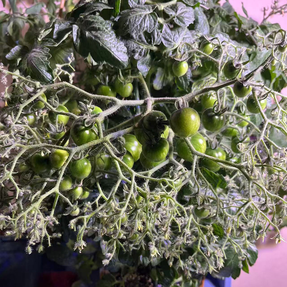 800 Explosion Head Mini Dark Stripe Tomato