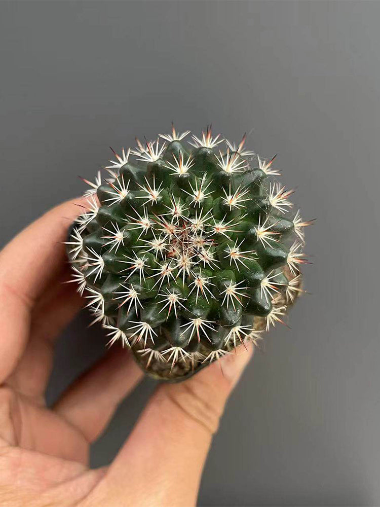 Mammillaria tayloriorum