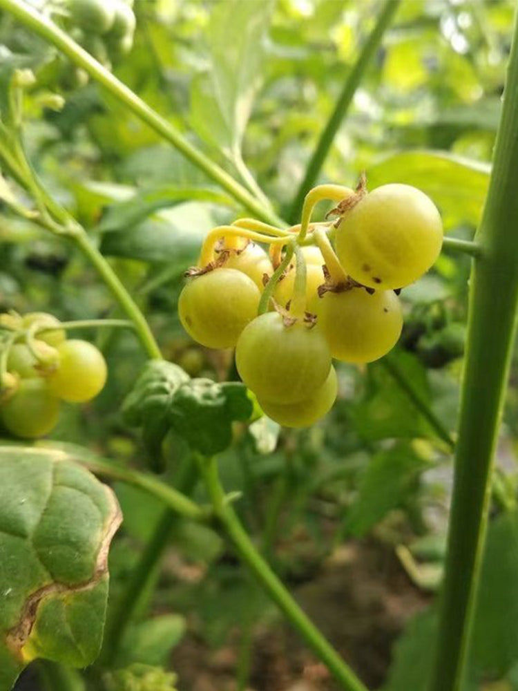 "Jinlong" Yellow Nightshade Berry