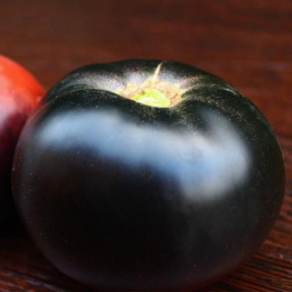 731 Lacadero Tomato