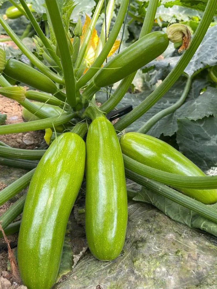 'Yalimei' Zucchini