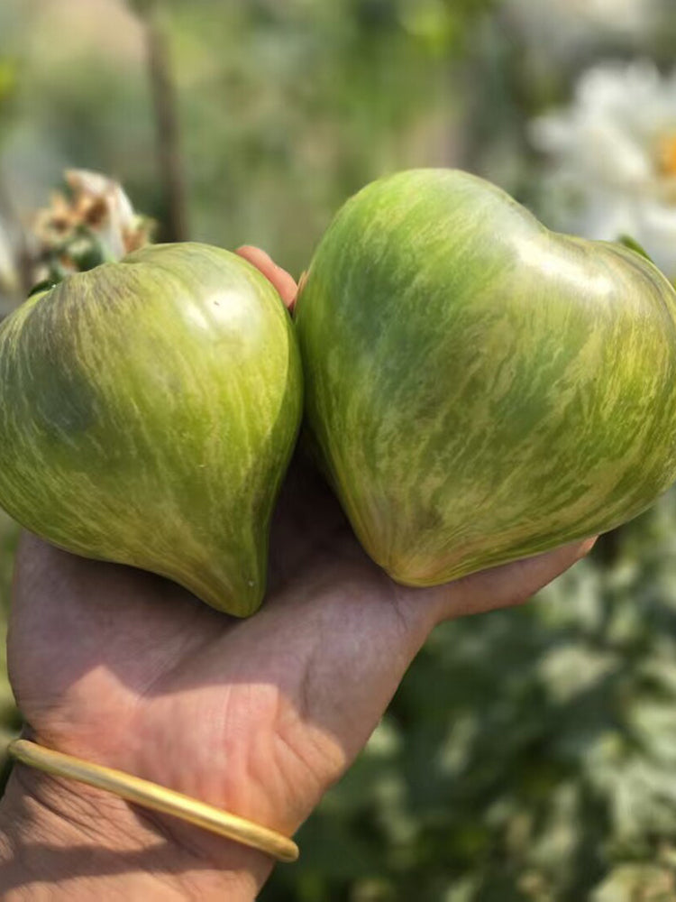 1023 Aliris Golden Heart Tomato
