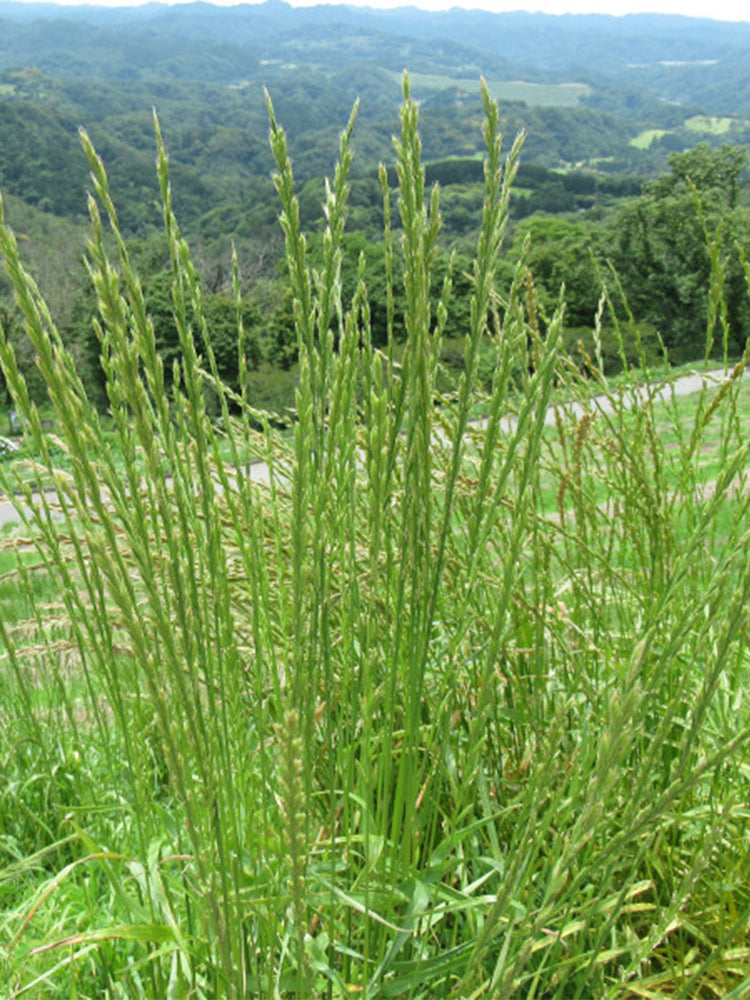 Fairy Green Perennial Ryegrass