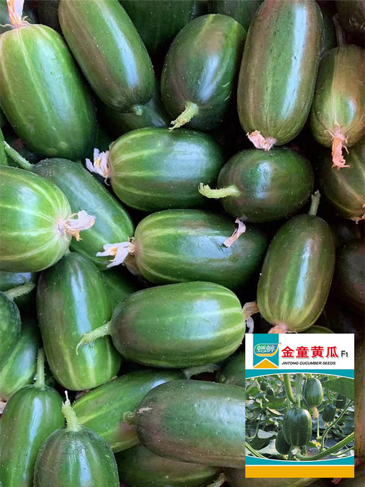 'Golden Boy' Cucumber F1