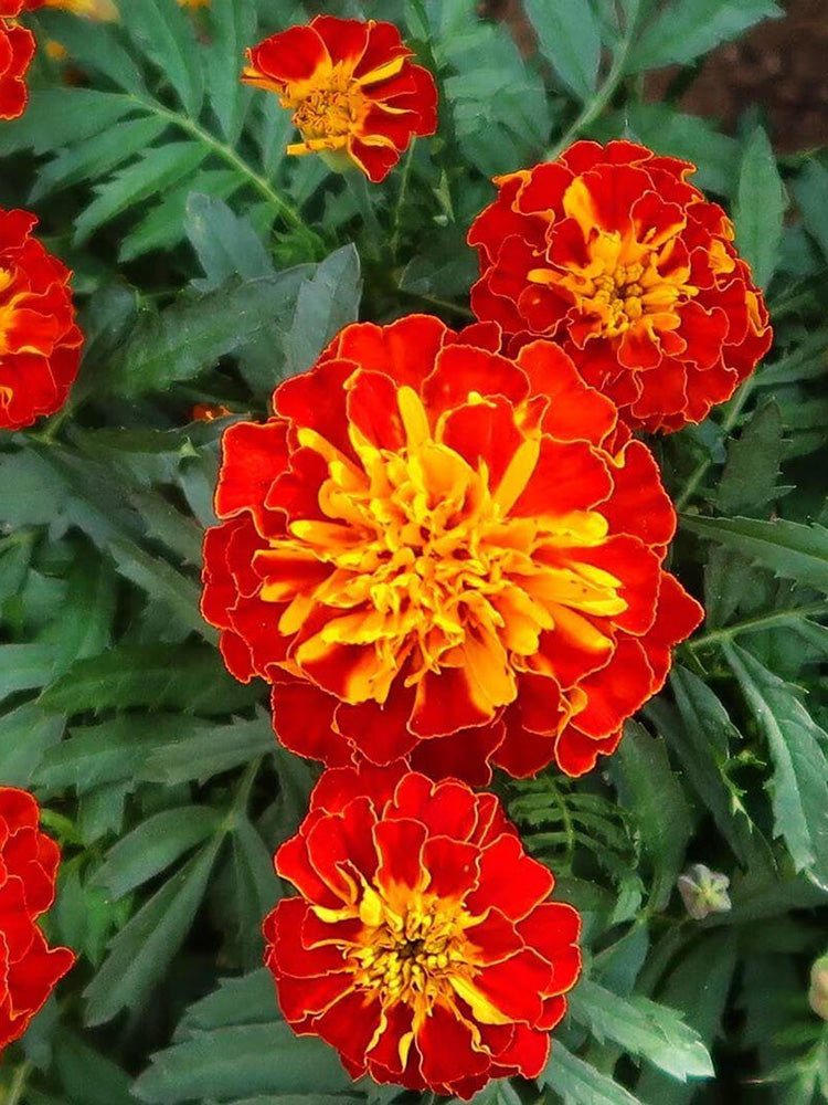 Red Double French Marigold