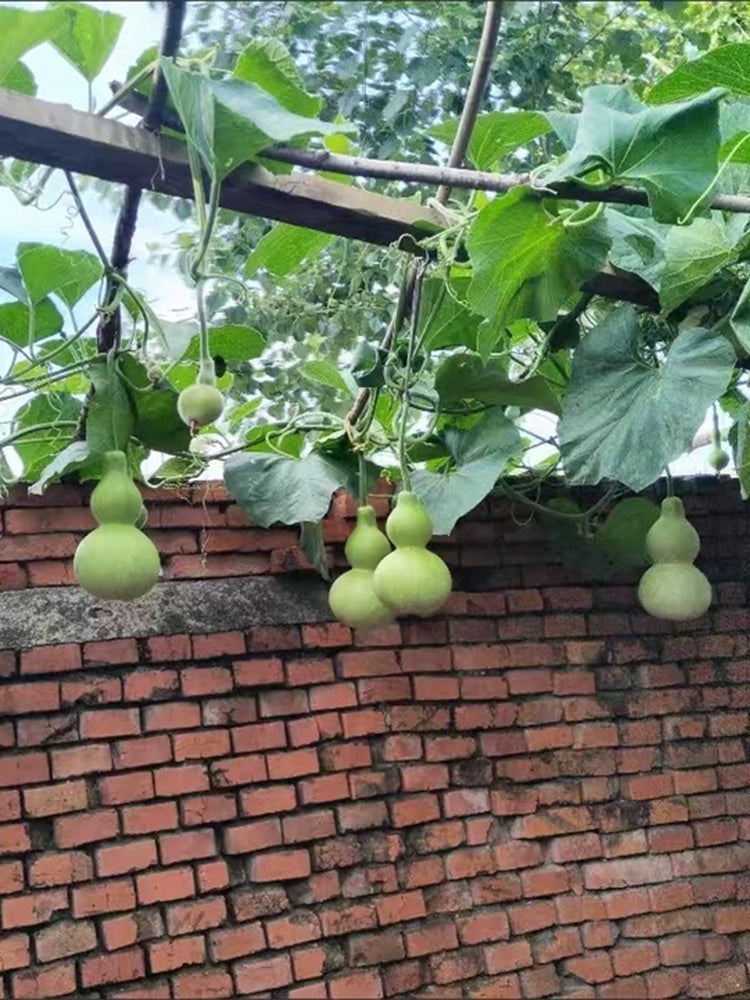 Hezhichun 'Slender Waist' Bottle Gourd