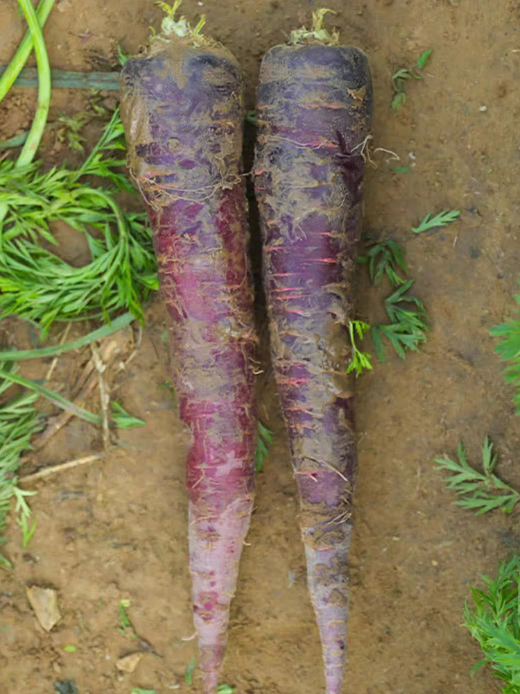 Blackish Purple Carrots