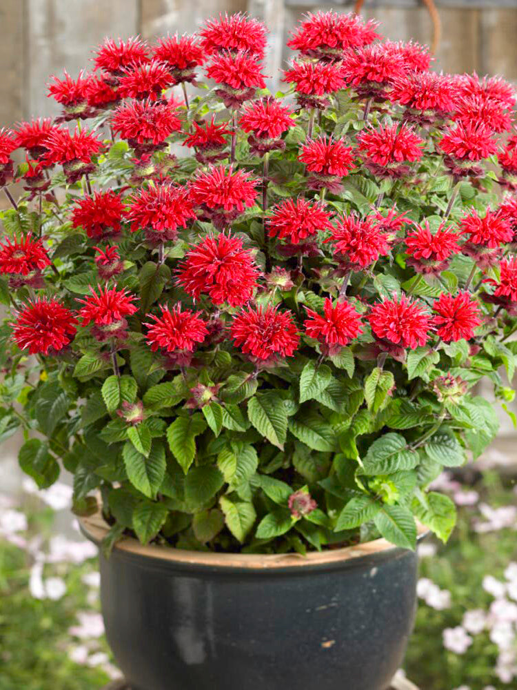 'Red Shades' Bee Balm