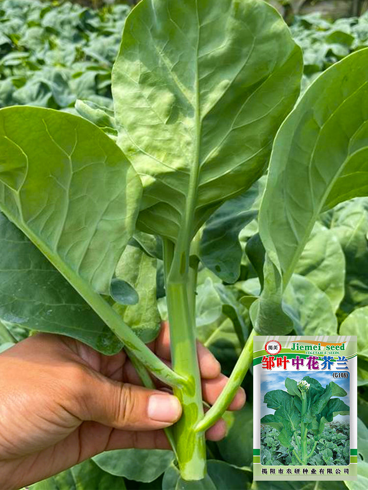 Wrinkle-leaf Mid-flowering Chinese Kale