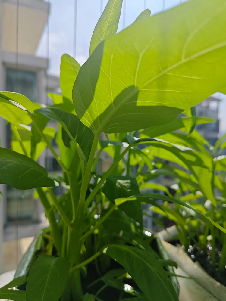 Trident Water Spinach