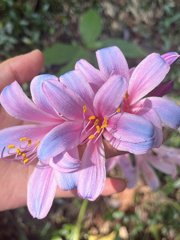 Sprenger's Surprise Lily