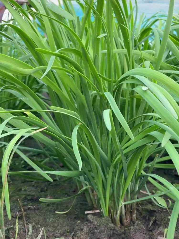 Dugen Red Chinese Chives