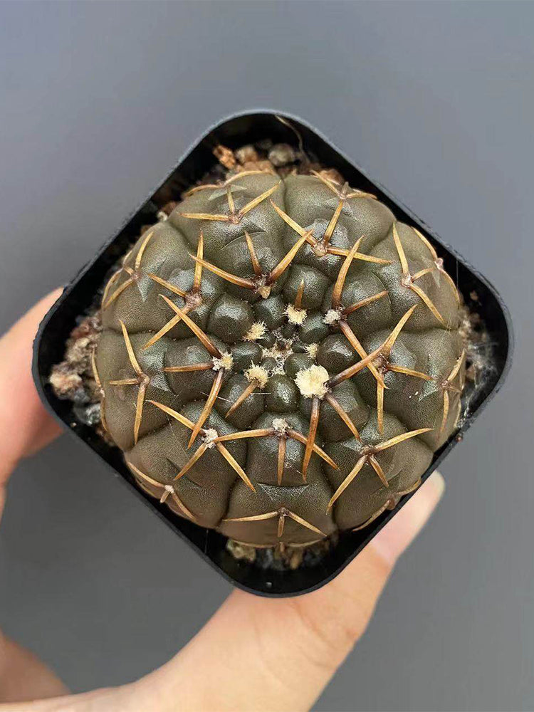 Gymnocalycium stellatum var. paucispinum