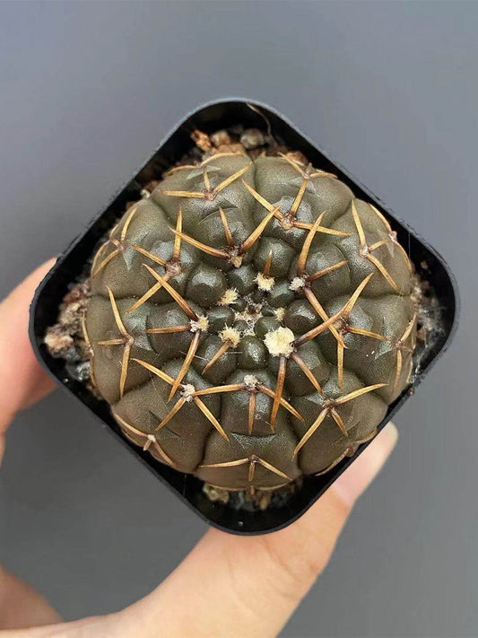 Gymnocalycium stellatum var. paucispinum