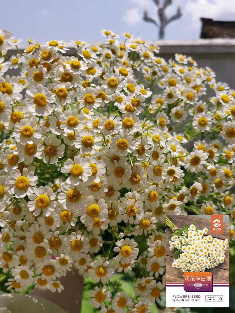 Cut Flower Chamomile