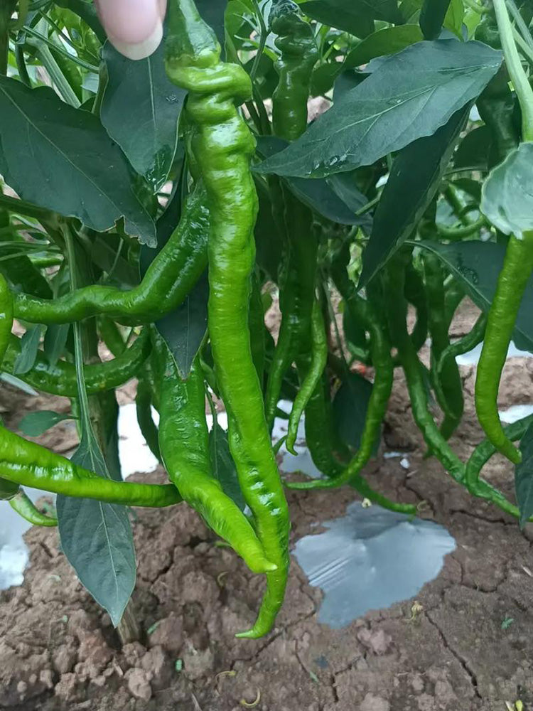 Spiral Spicy Line Pepper