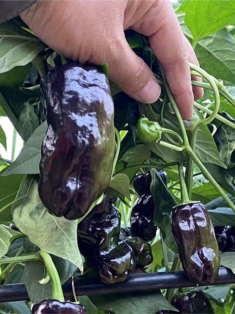 Perilla Pepper