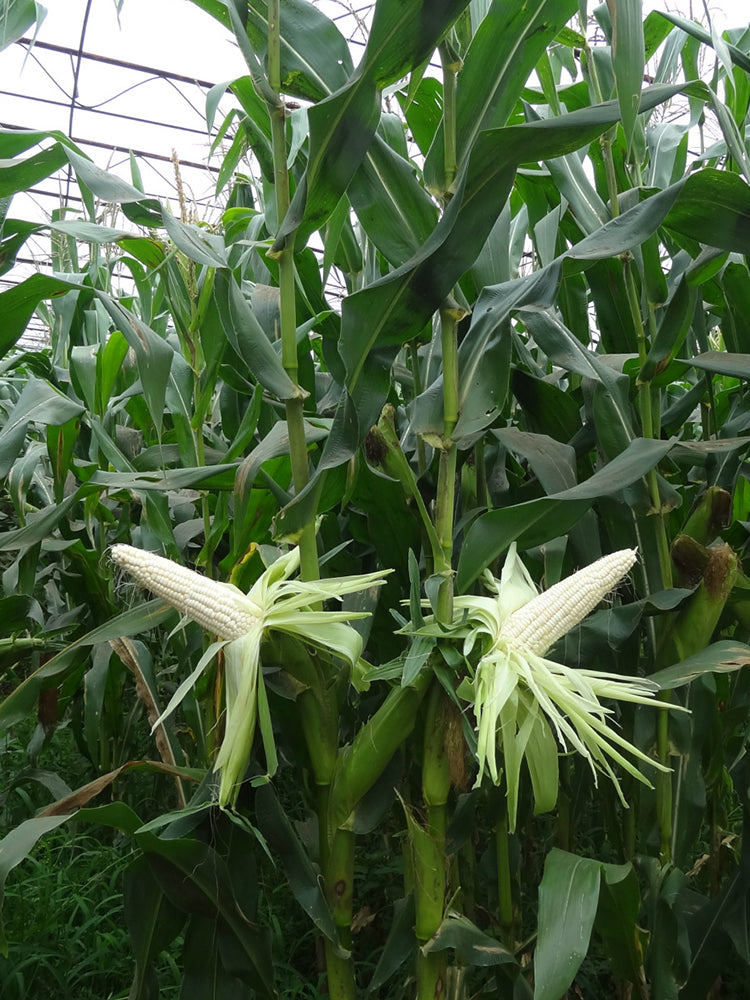 Jingbai Sweet-Waxy 968 Corn