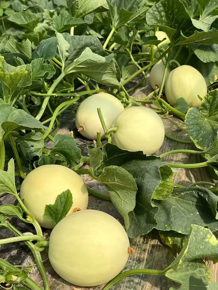 Caidu Jinyu No. 12 Muskmelon
