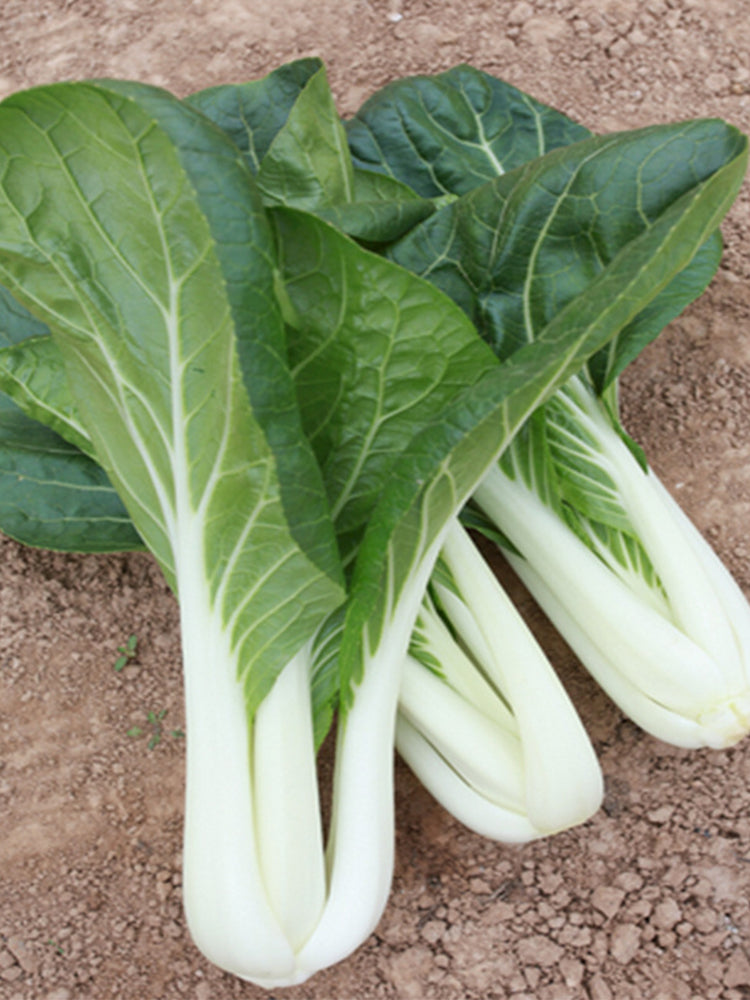 Yumeiren Baby Bok Choy